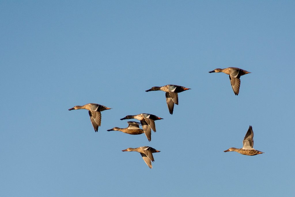 Flock of birds flying overhead against a pale sky